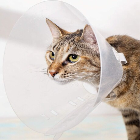 COLLAR CLIC 7.5 CM ISABELINO TRANSPARENTE Collar Clic 7.5 Cm Isabelino Transparente